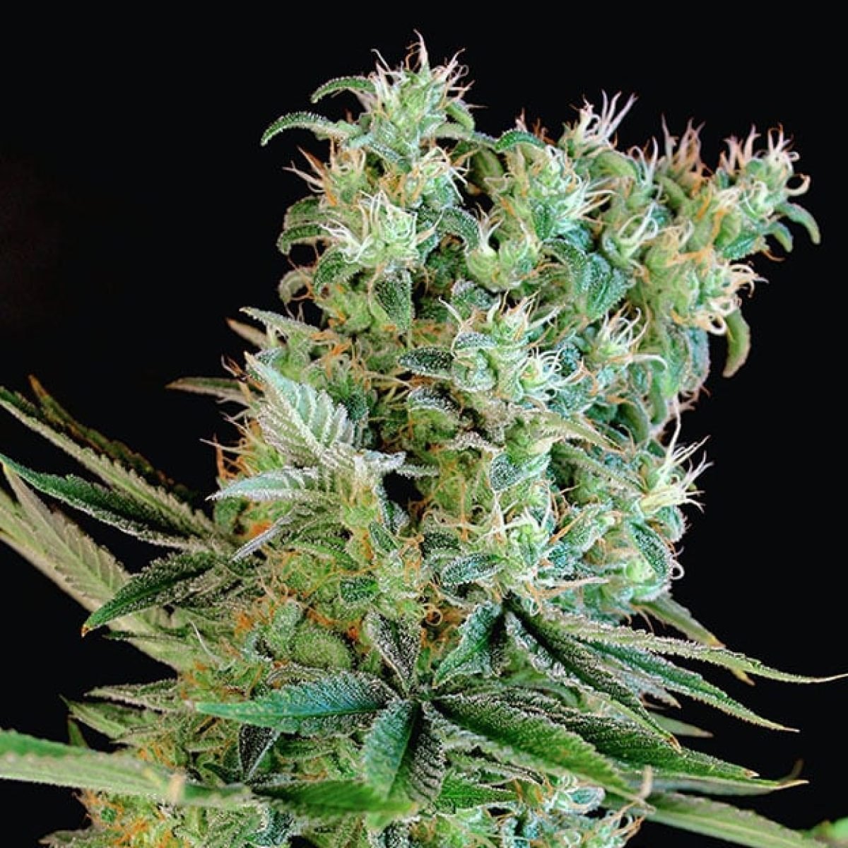 Cola entera de Amnesia Bilbo cubierta de tricomas sobre fondo negro