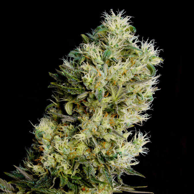 Envase de semillas Amnesia Bilbo Auto de Genehtik